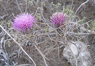 <i>Atractylis</i> Genus of flowering plants