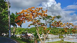 Flowered flamboyant in Quebrada Arenas