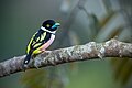 108 Black-and-yellow Broadbill 0A2A8552 uploaded by JJ Harrison, nominated by Iifar,  17,  0,  1