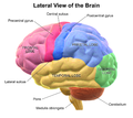 Lateral view of left hemisphere.