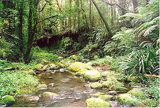 <span class="mw-page-title-main">Border Ranges National Park</span> Protected area in New South Wales, Australia