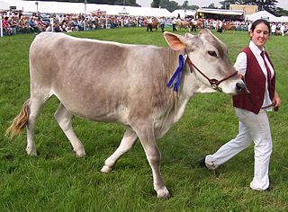 <span class="mw-page-title-main">Brown Swiss cattle</span> American breed of dairy cattle