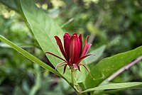 C. occidentalis—western sweetshrub