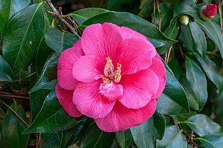 <i>Camellia japonica</i> Species of flowering plant