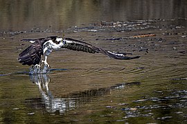 Balbuzard pêcheur.