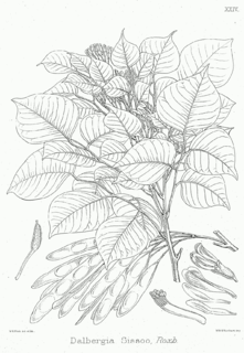 <i>Dalbergia sissoo</i> Species of deciduous tree