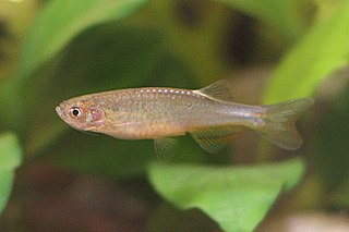 <span class="mw-page-title-main">Rose danio</span> Species of fish