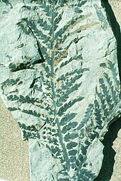 Dicroidium fossil similar to theDicroidium species found in the Molteno Formation Dicroidium zuberi leaf.jpg