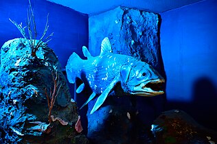 Display of Drury cast of the coelacanth