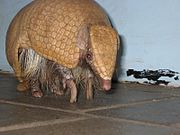 Brown armadillo