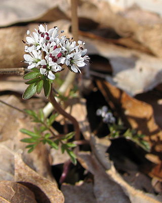 <i>Erigenia</i> Genus of flowering plants