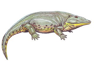 <span class="mw-page-title-main">Eryopoidea</span> Extinct superfamily of amphibians