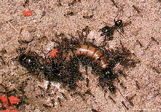 <i>Carebara diversa</i> Species of ant