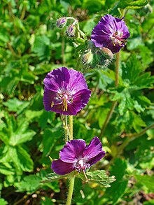 Geranium phaeum 002.JPG