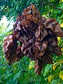 Koelreuteria paniculata infructescence, Butler County, Kansas