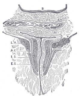 Internal anal sphincter