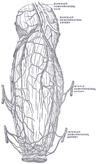 <span class="mw-page-title-main">Superior rectal vein</span>