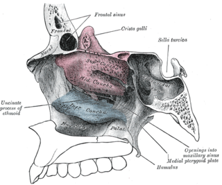 <span class="mw-page-title-main">Nasal concha</span> Piece of bone in the breathing passage of humans and other animals