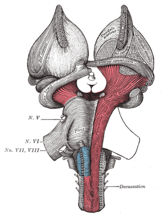 <span class="mw-page-title-main">Cerebral peduncle</span> Stalks that attach the cerebrum to the brainstem