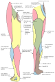 Cutaneous nerves of the right lower extremity. Front and posterior views.