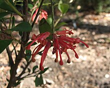 Grevillea polychroma.jpg