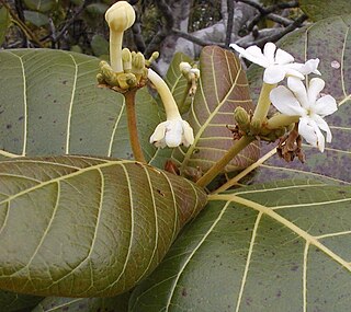 <span class="mw-page-title-main">Guettardeae</span> Tribe of flowering plants