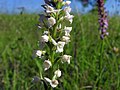 Gymnadenia odoratissima white colour Germany - Silberberg (Enzkreis)