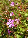 Herb-Robert 800.jpg