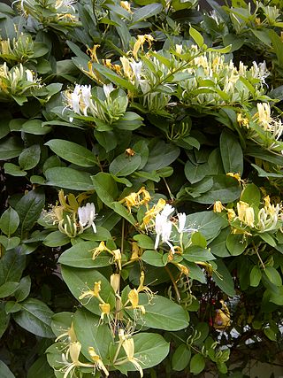 <i>Lonicera japonica</i> Flowering vine known as Japanese honeysuckle