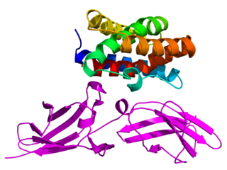 <span class="mw-page-title-main">Interleukin 22</span> Protein, encoded in humans by IL22 gene