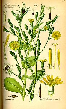 Wild lettuce (Lactuca virosa) by Otto Wilhelm Thome in Flora von Deutschland, Osterreich und der Schweiz, 1885 Illustration Lactuca virosa0.jpg