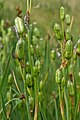 Iris sibirica, unreife Kapselfrüchte