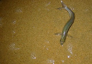 Grunion