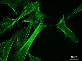 <span class="mw-page-title-main">Microfilament</span> Filament in the cytoplasm of eukaryotic cells