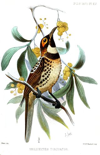 <span class="mw-page-title-main">Ornate melidectes</span> Species of bird