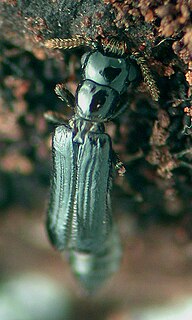 <span class="mw-page-title-main">Telephone-pole beetle</span> Species of beetle