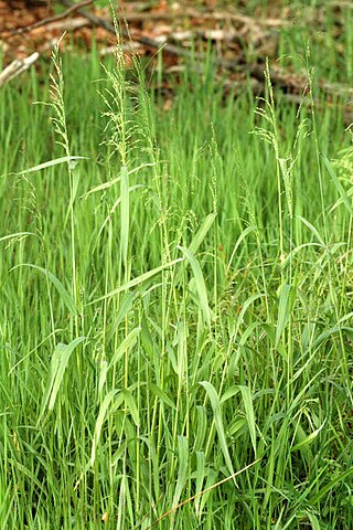 <i>Milium</i> (plant) Genus of grasses