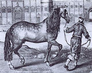 <span class="mw-page-title-main">Neapolitan horse</span> Breed of horse