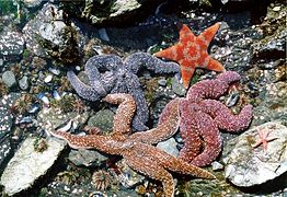 Echinoderms