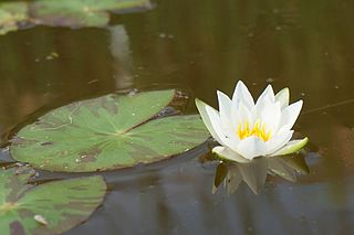 <i>Nymphaea tetragona</i> Species of water lily