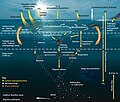 Image 22The pelagic food web, showing the central involvement of marine microorganisms in how the ocean imports nutrients from and then exports them back to the atmosphere and ocean floor (from Marine food web)