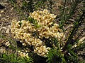 Ozothamnus diosmifolius