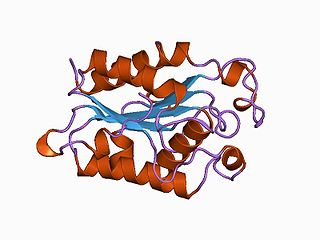 <span class="mw-page-title-main">Cutinase</span> Class of enzymes