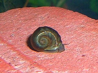 Ramshorn snail