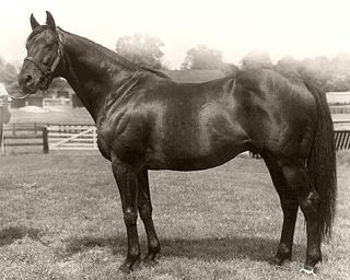 <span class="mw-page-title-main">Round Table (horse)</span> American-bred Thoroughbred racehorse