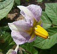 Solanum tuberosum