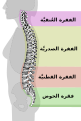 العربية