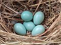 Starling eggs.jpeg