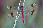 Sympetrum pedemontanum (Gebänderte Heidelibelle, Männchen) [D]