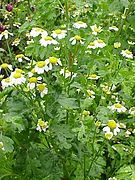 Tanacetum parthenium0.jpg